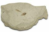 Fossil Samara (Winged Seed) - Green River Formation, Utah #368760-1